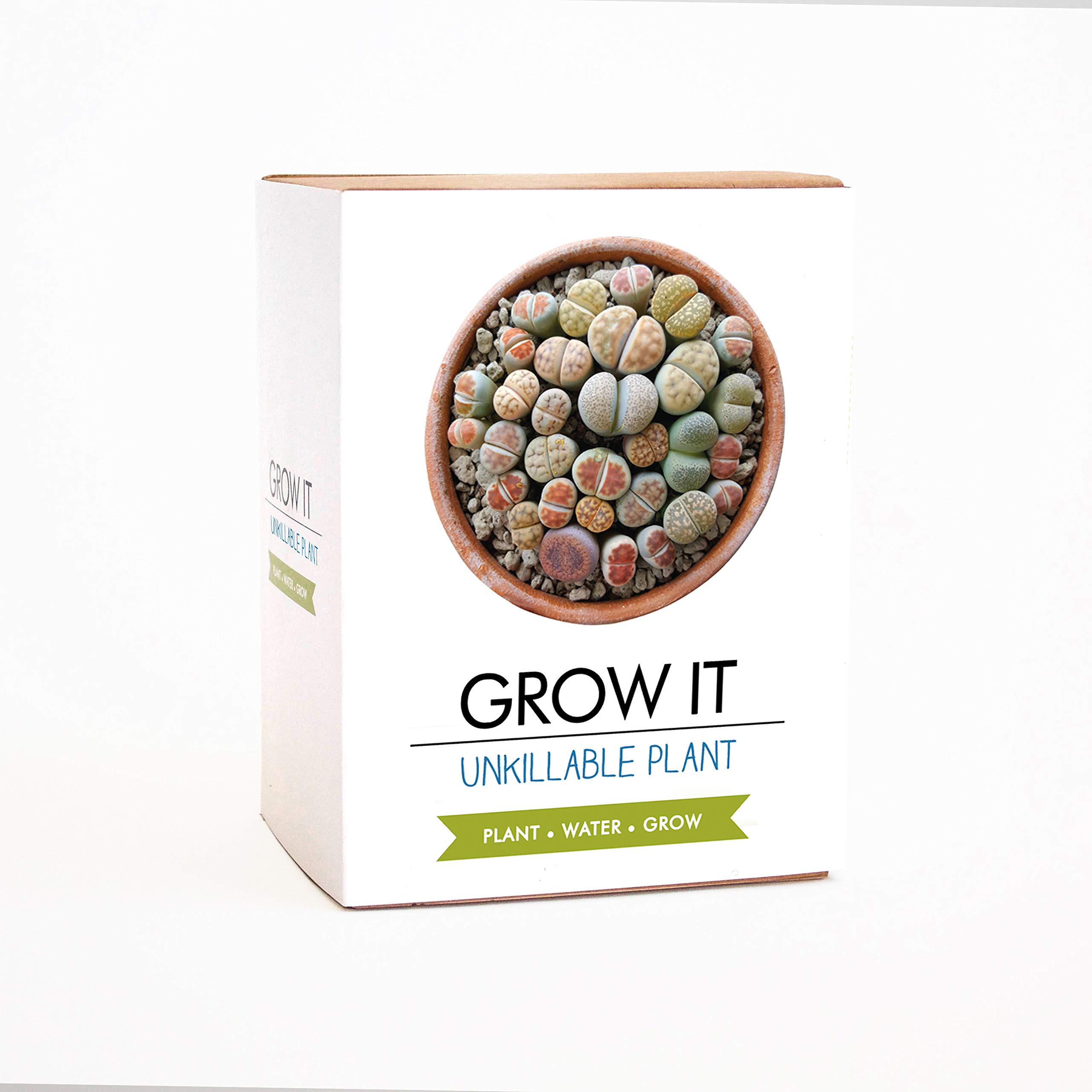 Gift Republic Grow Your Own Living Stone Plant Grow It Unkillable Plant Gift Set Succulent Plant Lithops Plant Seeds