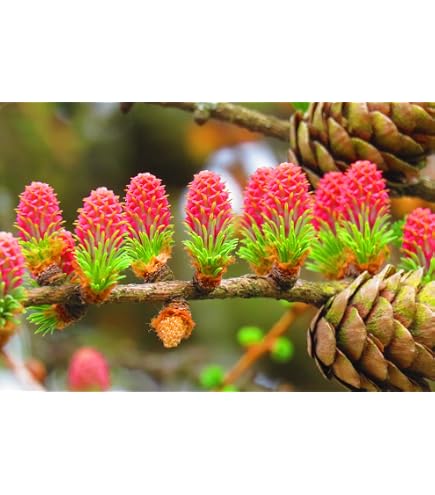 Amazon.com : 25 Japanese Larch Tree Conifer Pine Cones Bonsai