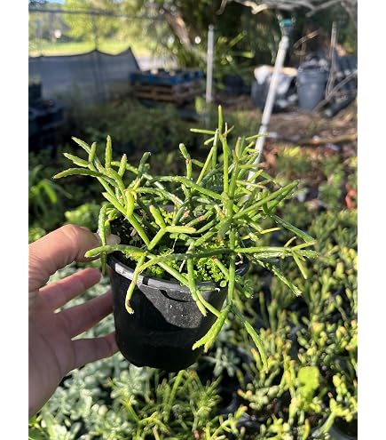 Amazon.com : Hatiora salicornioides - Dancing Bones Cactus in 4-Inch Pot |  Easy-to-Care Indoor Plant for Homes & Offices : Patio, Lawn & Garden