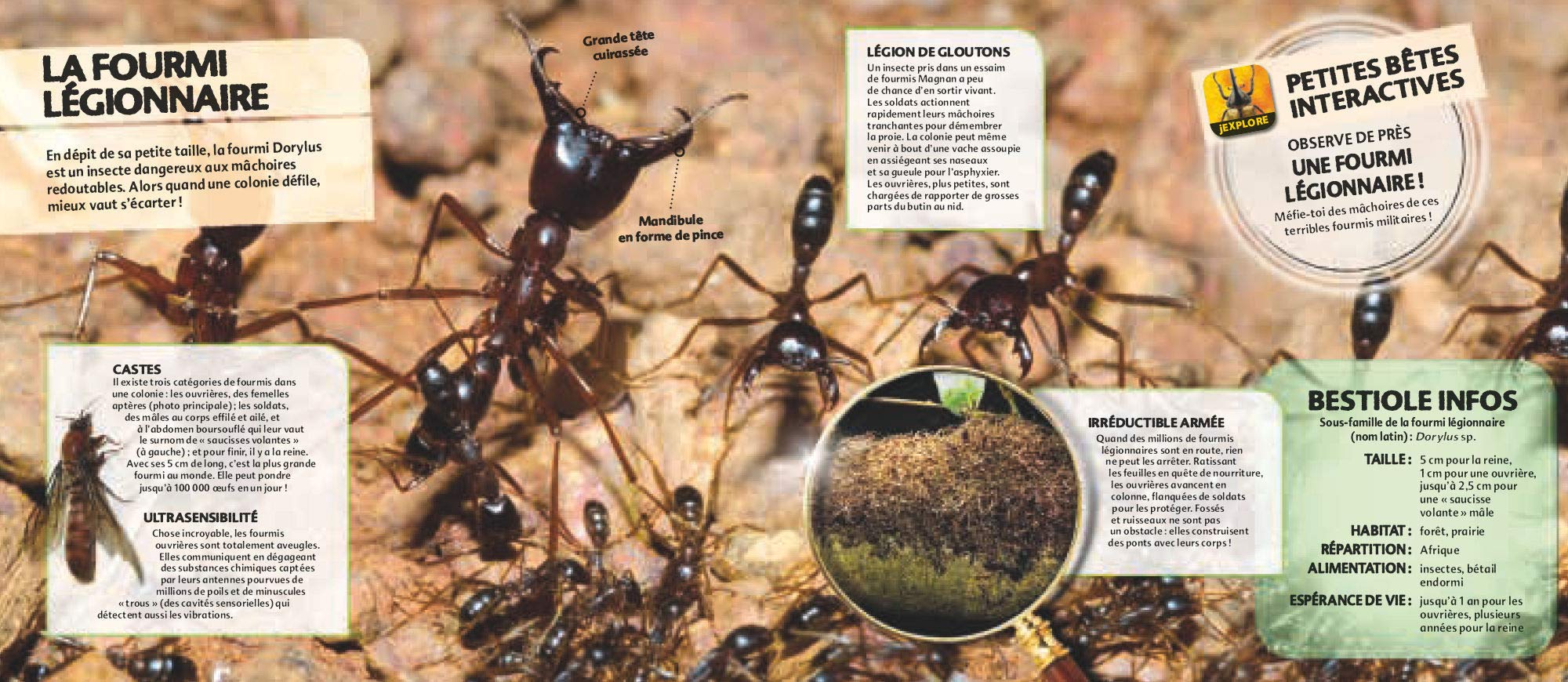 Amazon Com Les Insectes En Realite Augmentee J Explore French Edition Desurvire Maud Libros