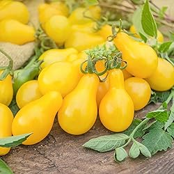 Back to the Roots 100% Organic Seed Packet - Tomato