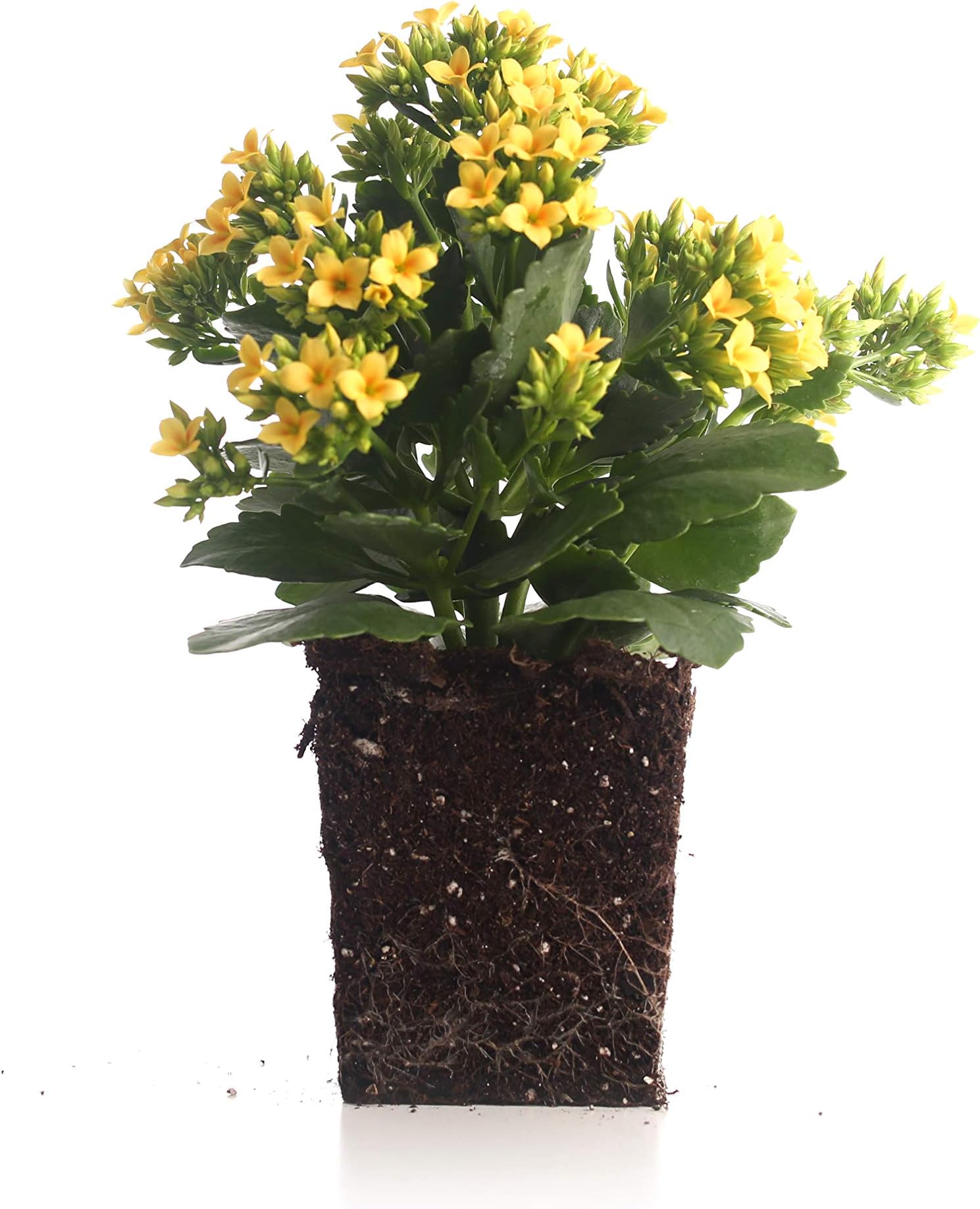 Plants by Post Quart Blossfeldiana Kalanchoe Yellow