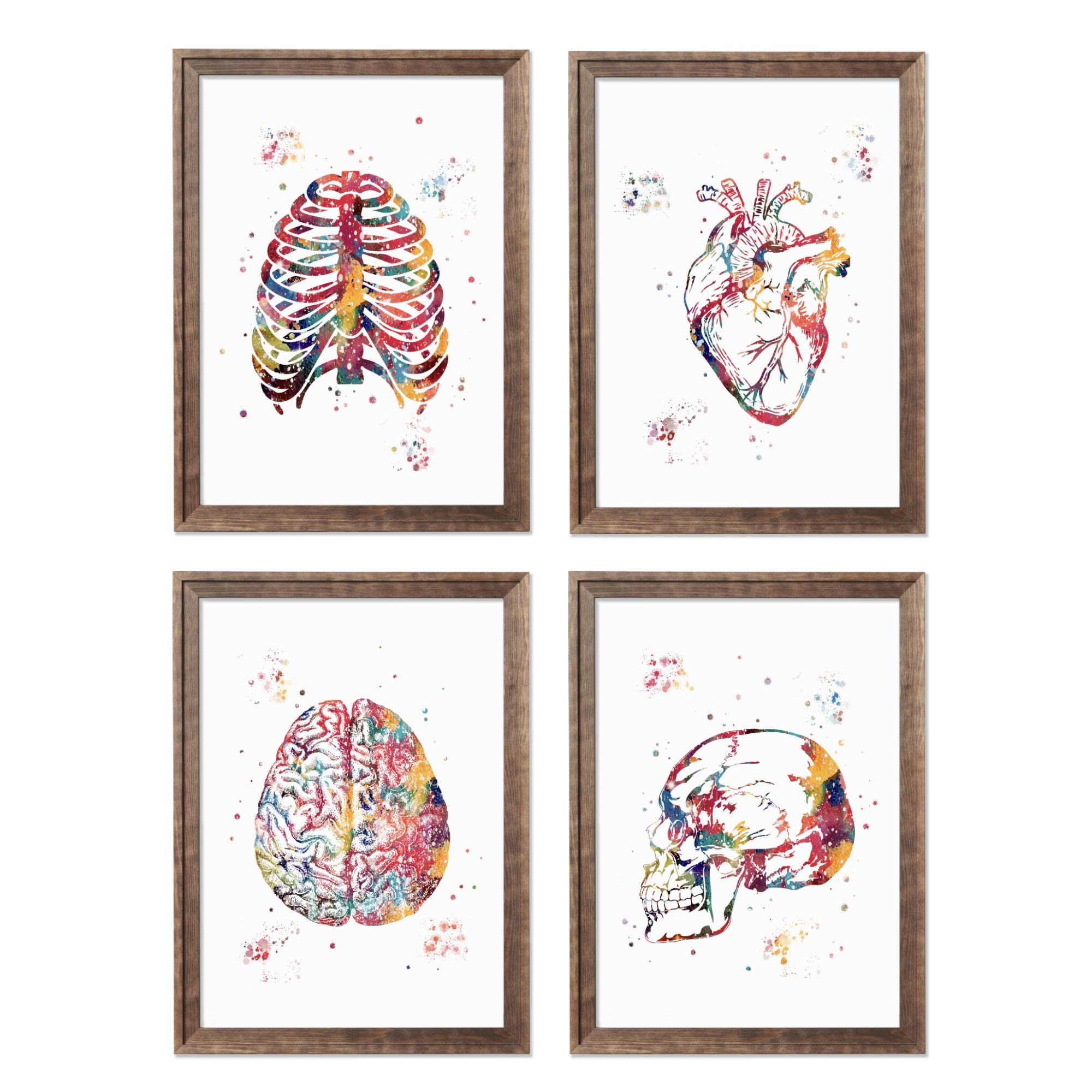 Mua Human Anatomy Watercolor Art 8x10 Unframed Print Set Brain Skull ...