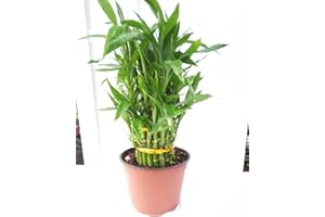 JM BAMBOO 3 Tier 4" 6" 8" Lucky Bamboo 6'' Pot for Feng Shui/Unique Design