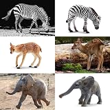 toymany 12Pcs Forest Animals Playset Kids Zoo Figurines Realistic Details view 7