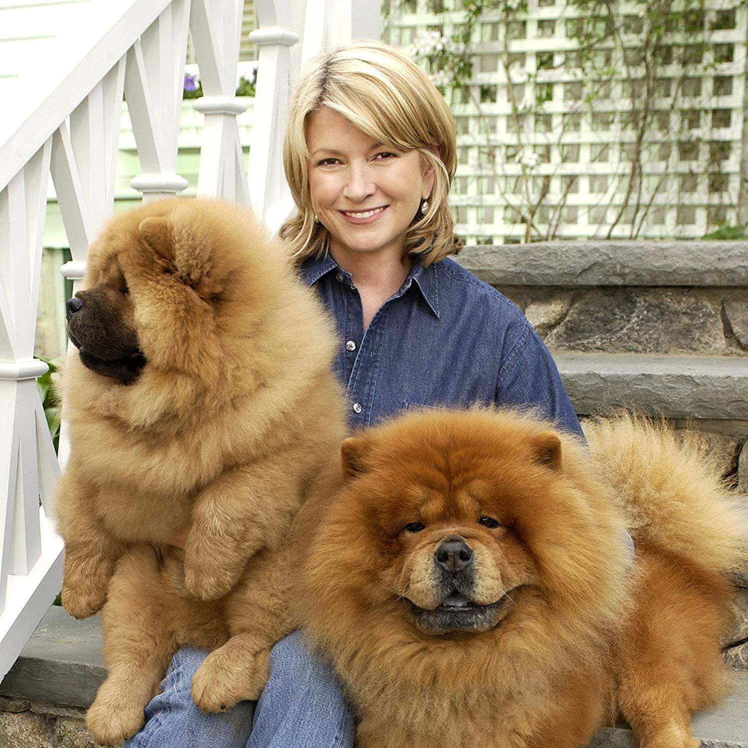 chow chow hypoallergenic