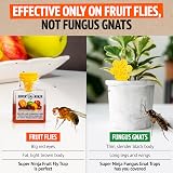 Super Ninja Fruit Fly Trap 12 Pack Natural Attractant Safe for Kitchen view 7