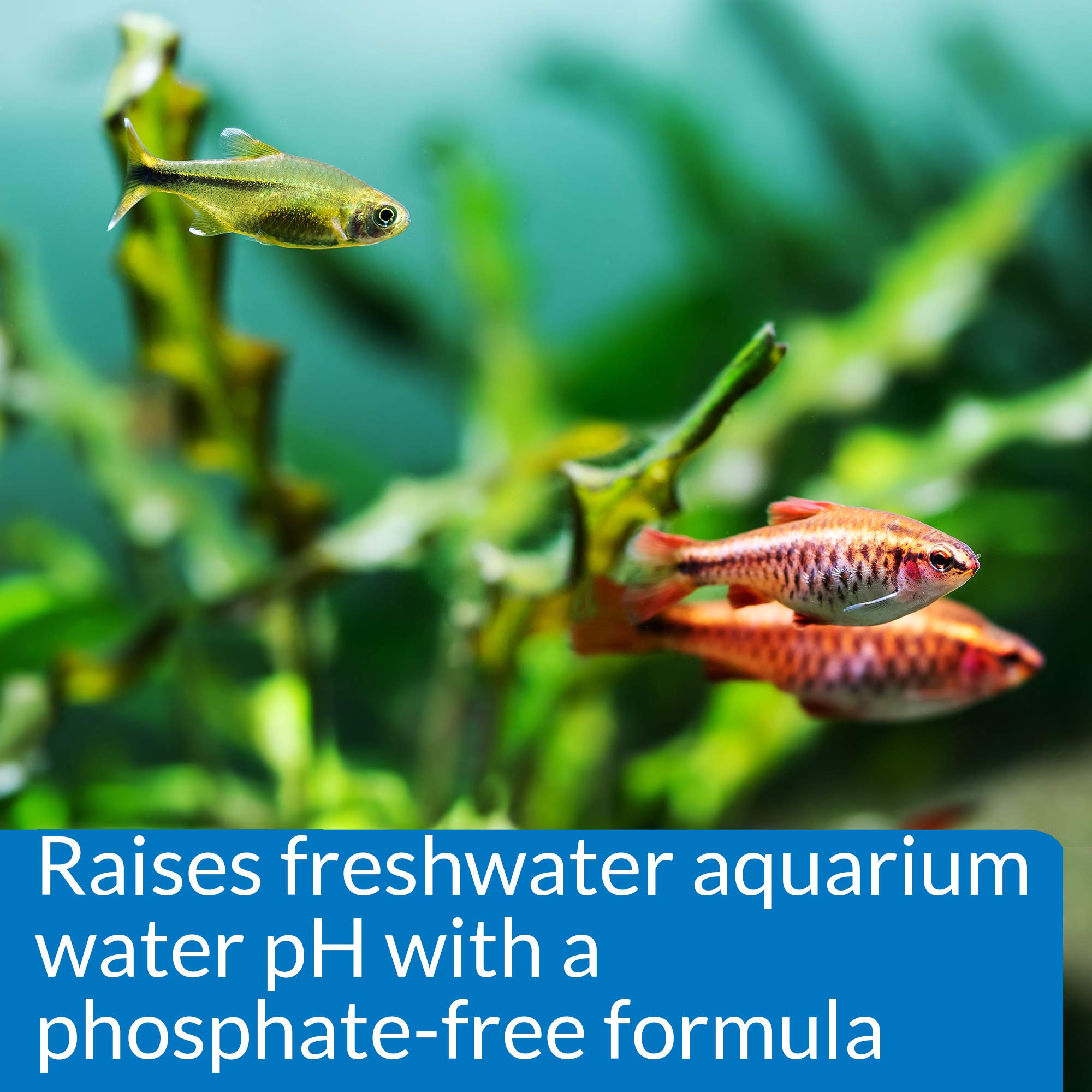 API pH UP Freshwater Aquarium Water pH Raising Solution 16-Ounce Bottle