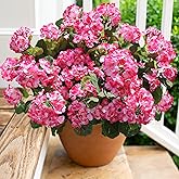 Artificial Geranium Fake Flowers for Outdoors Decoration, 6 Bundles Silk Geraniums Pink Flower UV Resistant Look Real Faux Plants for Front Door Garden Porch Planter Patio Balcony Yard Indoor Home