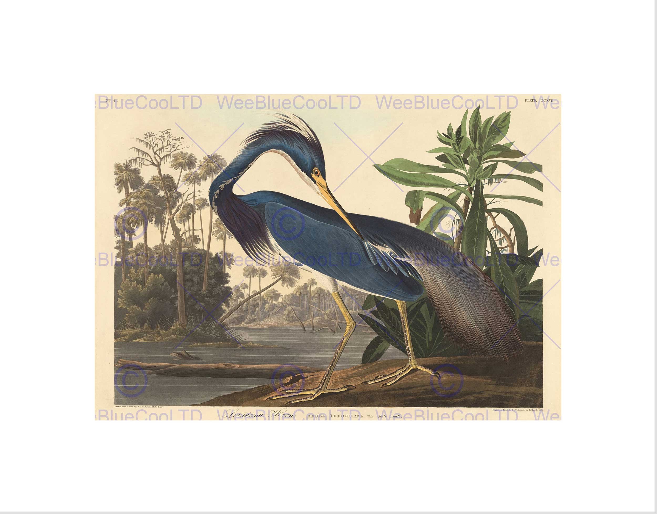 Wee Blue Coo AUDUBON AMERICAN LOUISIANA HERON FRAMED ART PRINT MOUNT B12X5250 โ image 1