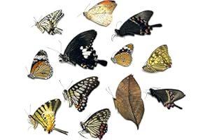 CLLOEAT 12pcs Real Butterfly Specimens Without Spreading Wings DIY Practice Making Materials