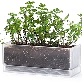 D'vine Dev Rectangular Planter, 12 x 4.5 in, Clear, Set of 1, 76-X-D-1 | Minimalist Design, Large Planting Capacity, Drainage Holes &amp; Saucer, Thick-Walled Durable Build, Ideal for Windowsills