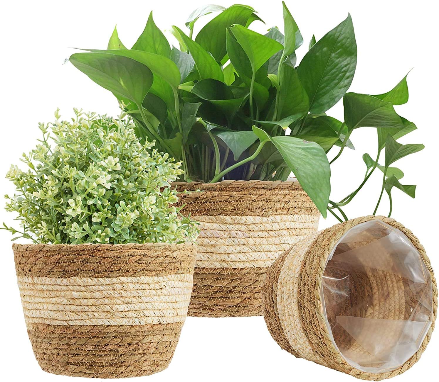 anthurium and black cinders Anthurium Black diamond Narrow Form – ASHIYANA STORE