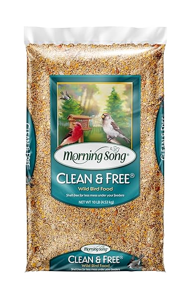 MORNING SONG CLEAN & FREE SHELL FREE WILD...