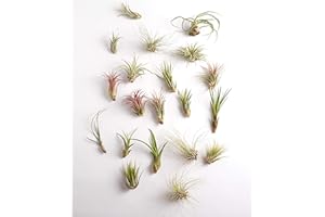 Shop Succulents | Assorted Collection | Variety of Species, Tropical House Plant for Home Décor, DIY Terrariums, 30-Pack