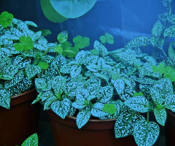 MIRACLE LED PLANT LIFE CYCLE 3-SOCKET SYNCHRONIZED GROW LIGHT KIT WITH 3 BLUE SPECTRUM AND 3 FULL SPECTRUM MULTI-PLANT BULBS WITH SPROUTMATIC TIMER CONTROLS (3 PACK)