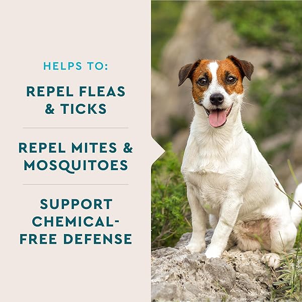 VETIQ FLEA & TICK SUPPORT FOR DOGS, FLEA AND TICK CHEWABLE, SUPPORTS DOG’S NATURAL FLEA DEFENSES, FREE OF ADDED CHEMICALS AND GARLIC, HICKORY SMOKE FLAVOR, 60 COUNT