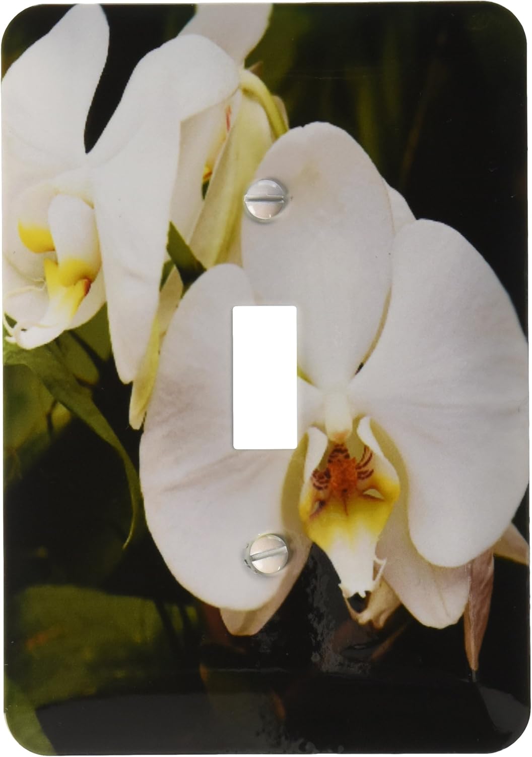 3dRose lsp_207331_1 White Moon Orchid, Phalaenopsis Aphrodite, South Africa Single Toggle Switch, Multicolor