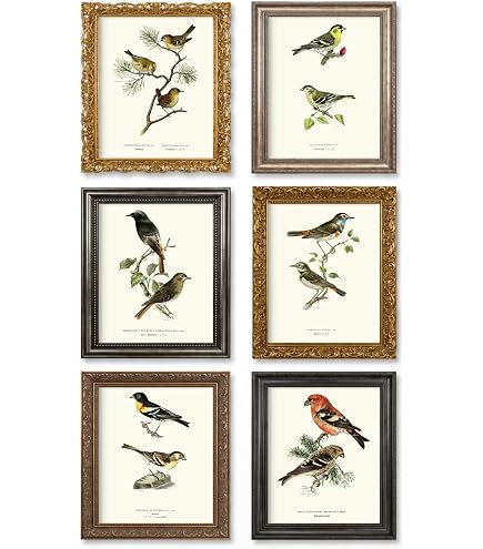 Amazon.com: Vintage Bird Wall Art Prints Set of 9 - Audubon