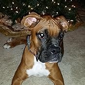 Amazon.com : Royal Canin Boxer Adult Breed Specific Dry