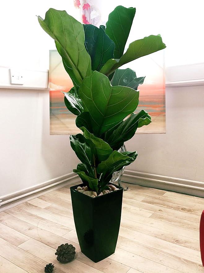 Easy Plants® Fiddle Leaf Fig Tree House Plant in Tall Milano Pot