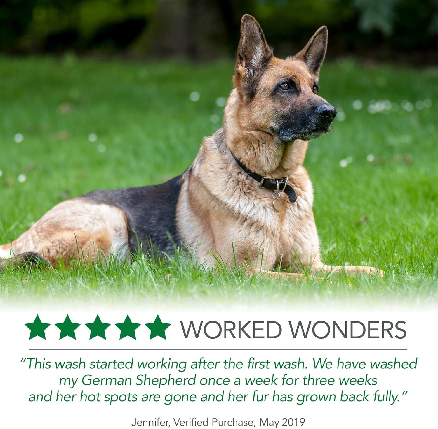 my dog has hot spots all over