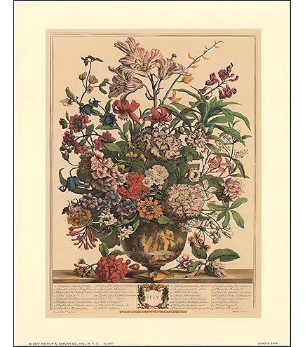 Amazon.com: Robert Furber - Twelve Months of Flowers 1730/February