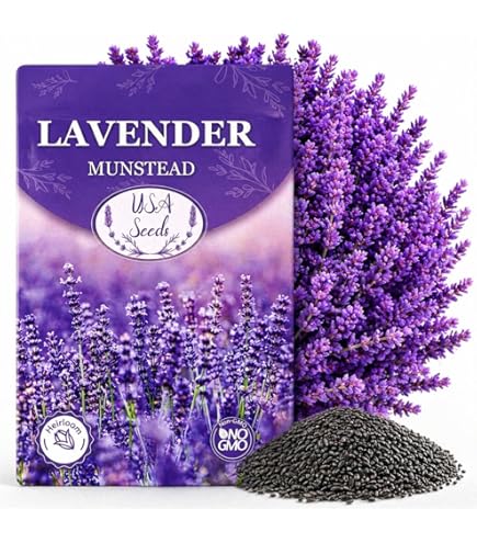 Amazon.com: 30+ Red Lavender Flower Seeds /Perennial : 露臺、草皮