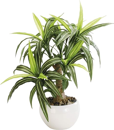 Amazon Co Jp 人工観葉植物 フェイクグリーン 観葉植物 造花 ドラセナ ツリー 陶器鉢付 光触媒 大型 フェイク グリーン インテリア おしゃれ お祝い 父の日 43cm おもちゃ Amazon Co Jp 人工観葉植物 フェイクグリーン 観葉植物 造花 ドラセナ ツリー 陶器鉢付 光触媒 大型 フェイク グリーン インテリア おしゃれ お祝い 父の日 43cm おもちゃ