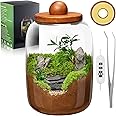 MarchingGreen Desktop Glass Terrarium with Time-Controlled Grow Light, H 8.6IN x D 6.3IN Plant Propagation Station and Air Planter for Office and Home