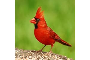 Bird Species Trivia Quiz