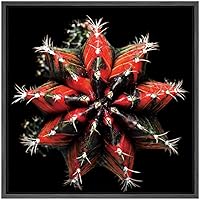 SIGNWIN Framed Canvas Wall Art Red Variegated Gymnocalycium Mihanovichii Glory Cactus Botanical Succulent Photography Realism Modern Closeup Fun for Living Room, Bedroom, Office - 16x16 inches