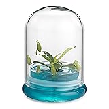 Bloomify Pitcher Plant – Live Nepenthes Tobaica