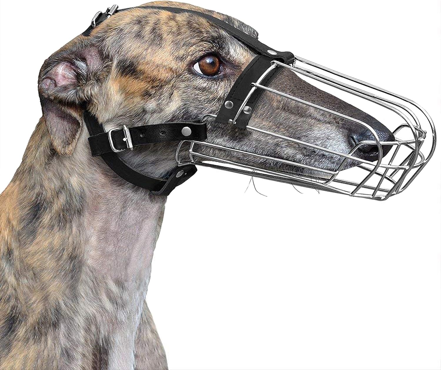 sighthound muzzle