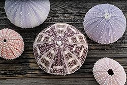 Sea Urchins Shells for Air Plants - 5 Assorted