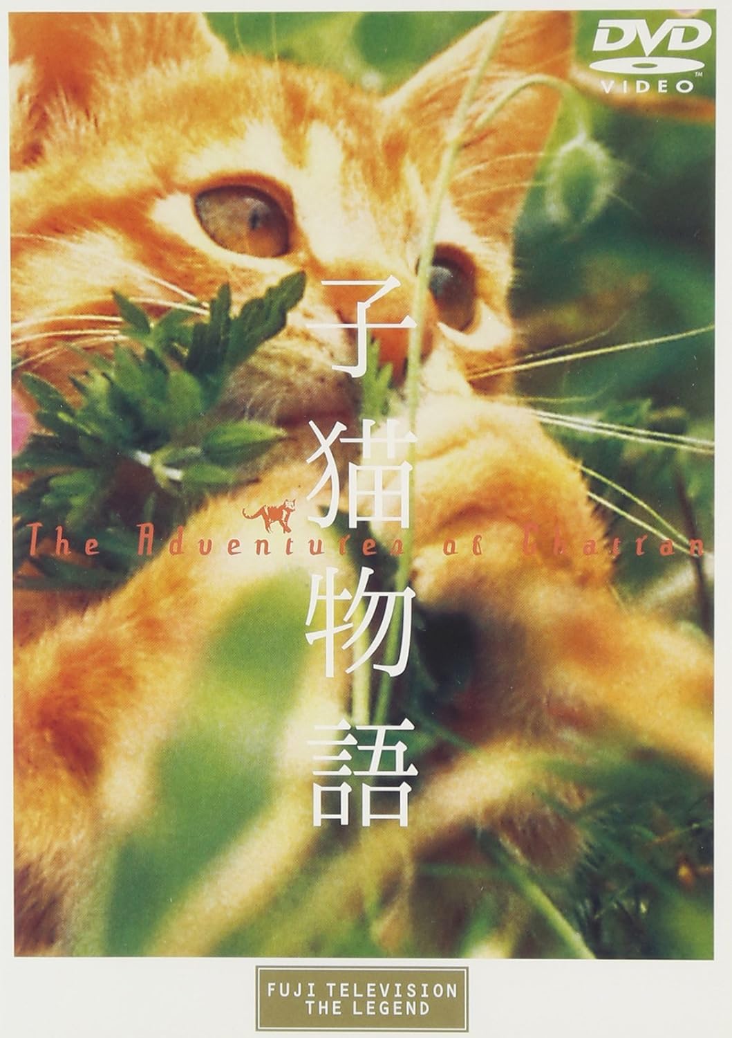 Amazon 子猫物語 Dvd 映画