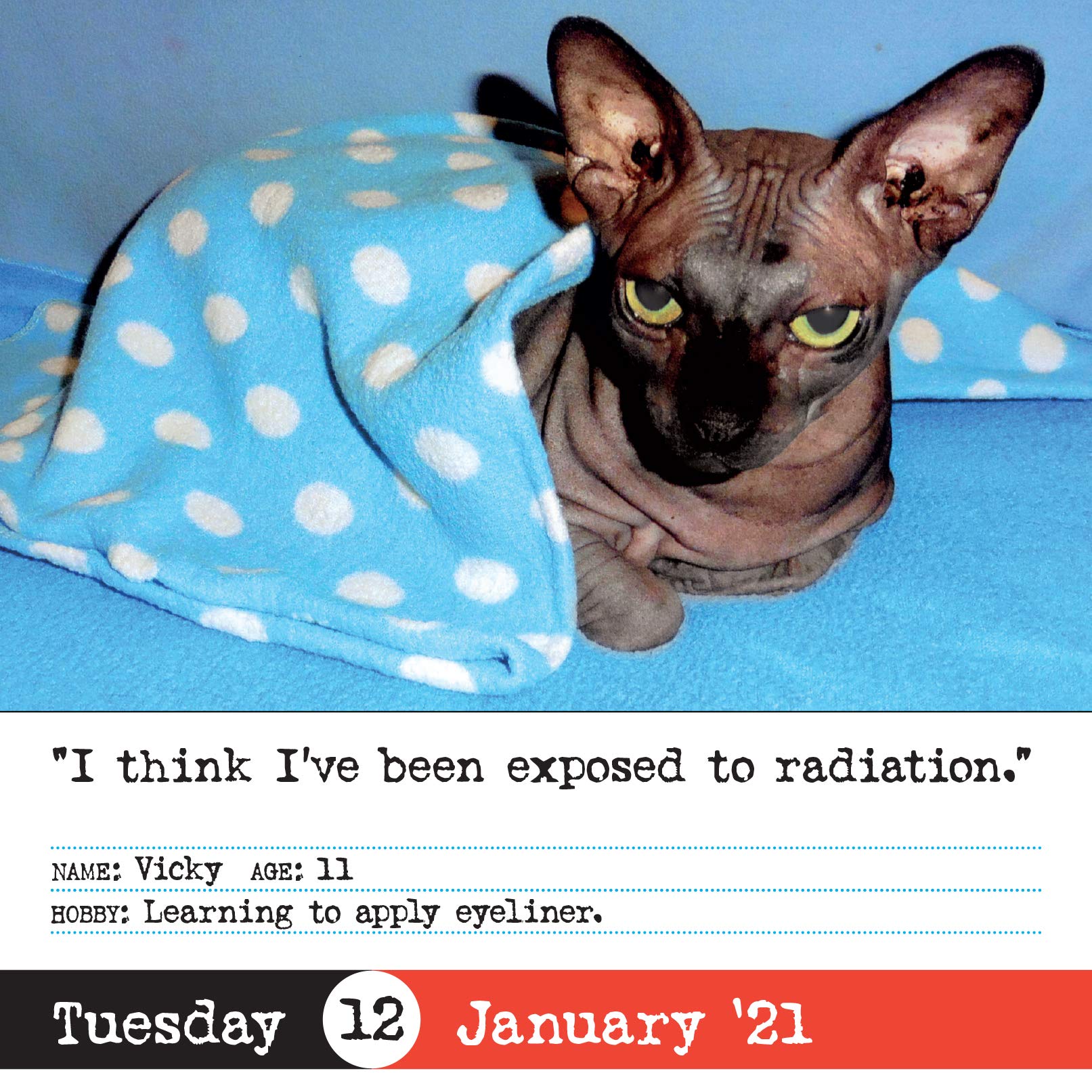 Bad Cat Page A Day Calendar 2021 Workman Calendars 9781523508334 Amazon Com Books bad cat page a day calendar 2021