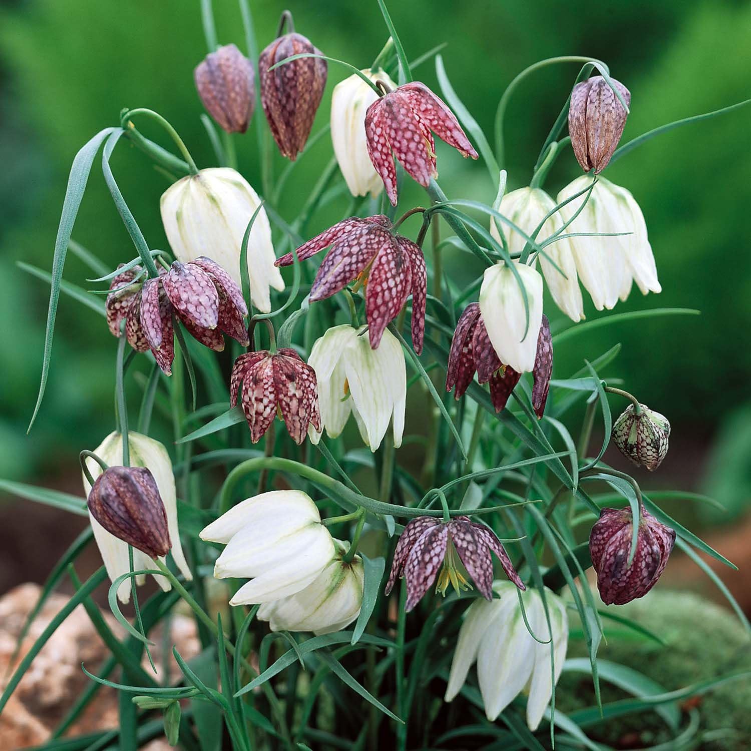 100 Mixed Fritillaria Meleagris - Snakeshead Lily - Spring Flowering Bulb