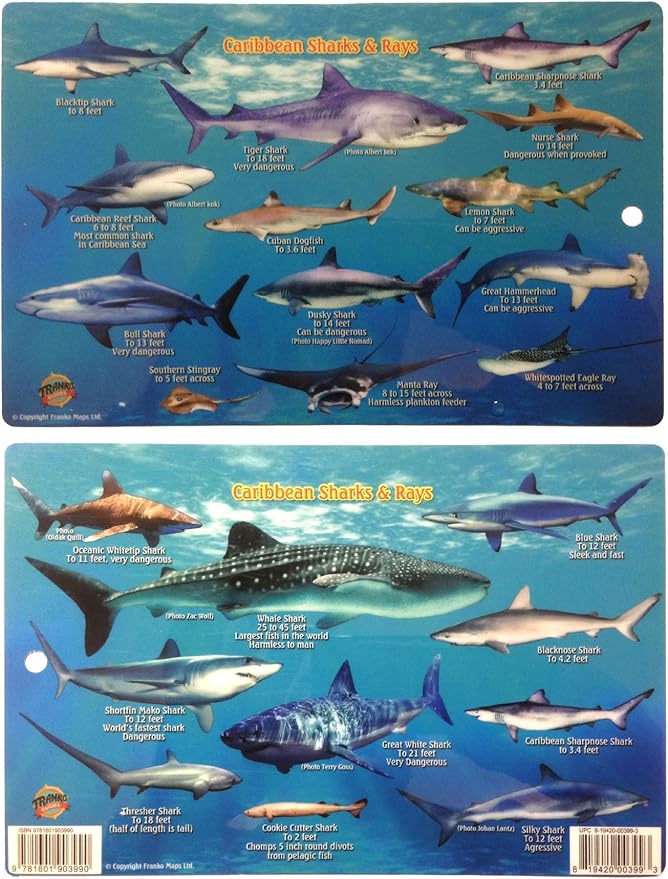 Frankos Caribbean Shark Identification Card 8.5 in by 5.5