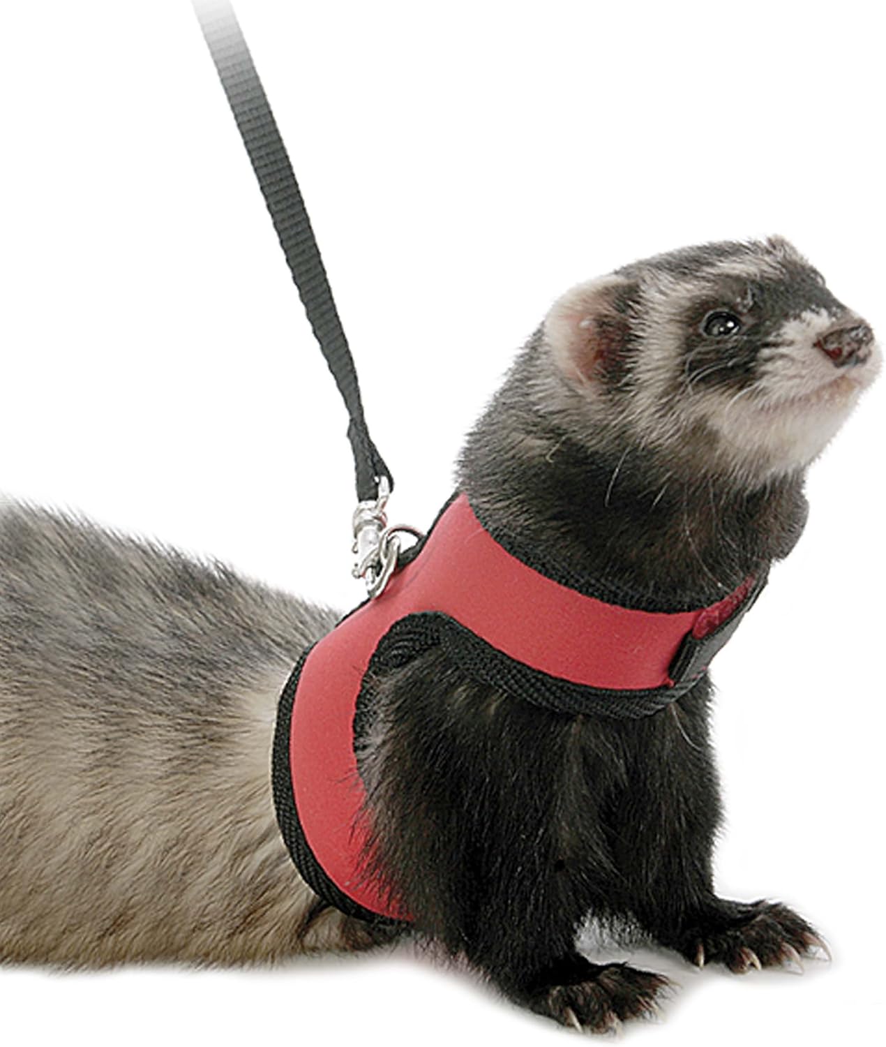 taking care of a siberian husky