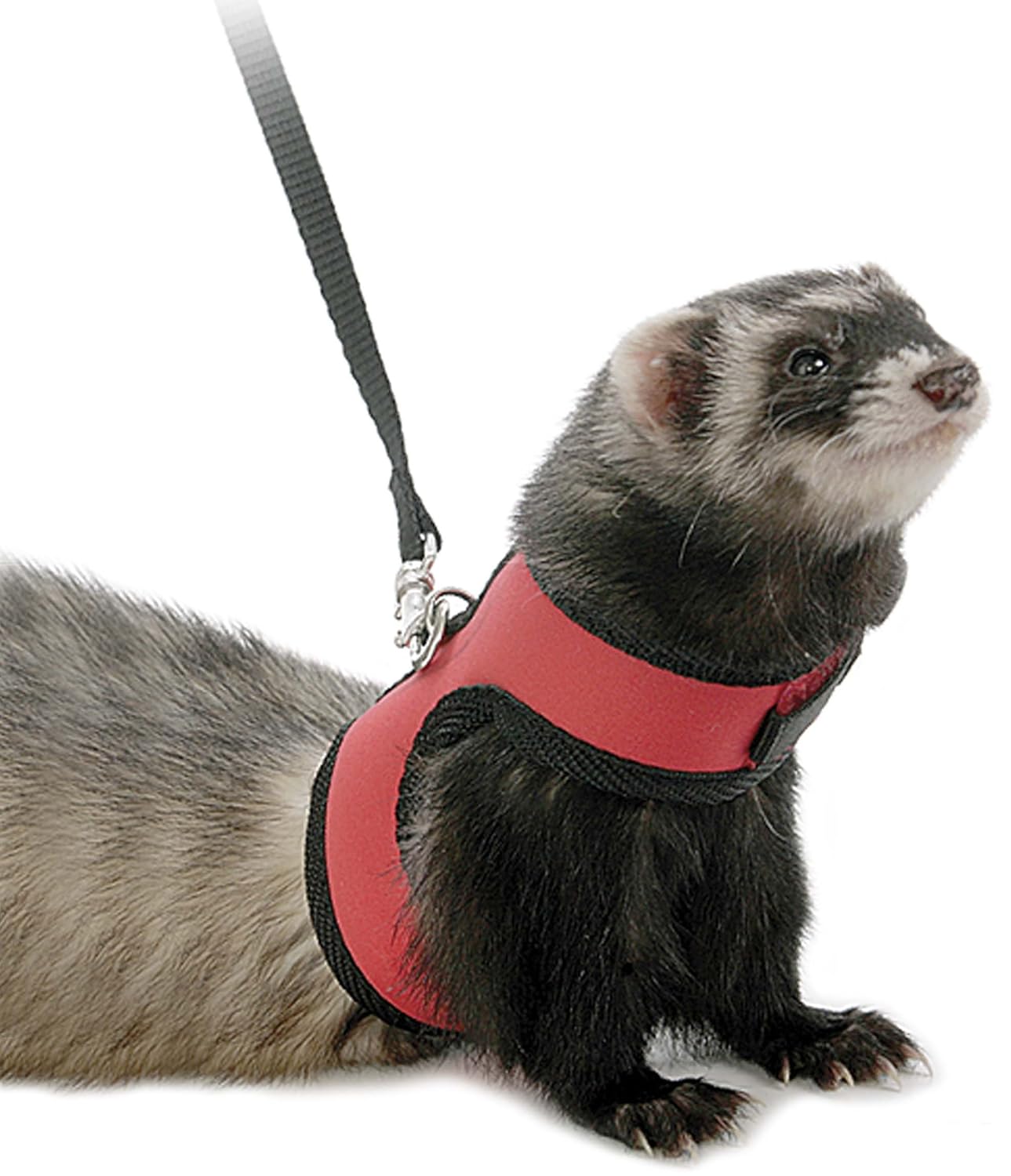 Marshall Ferret Neoprene Harness Amazon.co.uk Pet Supplies