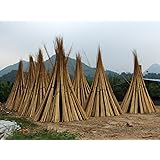 Bambusstangen 3m Bambusstangen 3m