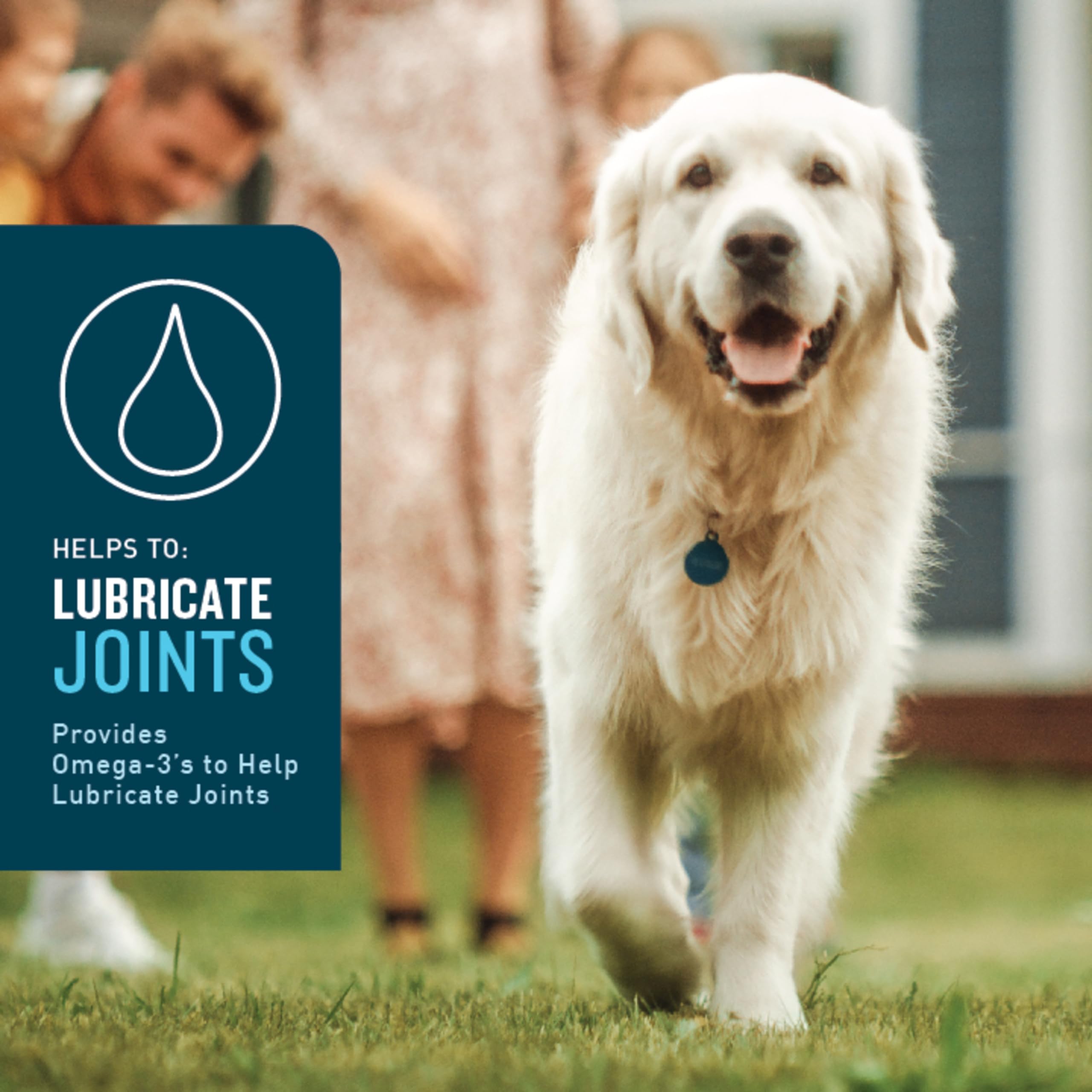 VetIQ Hip & Joint Supplement for Dogs, Anti Inflammatory Joint Support, Glucosamine, MSM, and