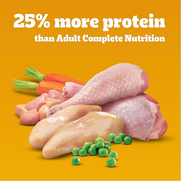 PEDIGREE DRY DOG FOOD FOR ADULT DOGS, HIGH PROTEIN, TURKEY AND CHICKEN FLAVOR, 3.5 LB. BAG