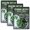 Stinging Nettle Seed for Planting - 3 Packets with Instructions to Plant and Grow Medicinal Herb Common Stinging Nettle in Your Home Herb Garden - Non-GMO Heirloom Variety - Survival Garden Seeds