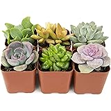 Succulents Plants Live (6PK) Potted Succulent Plants Live House Plants, Cactus Plants Live Plants Indoor Plants Live Housepla