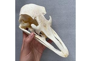 ZCZC Taxidermy Real Animal Skull, Animal Bones Real for Craft, Skull Decoration for Home, Specimen Collectibles Study, Special Gifts (Ostrich Skull)