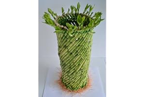 Jumbo Lucky Bamboo Twisted Design 8'' Tall and 3.5'' in Width from JM Bamboo