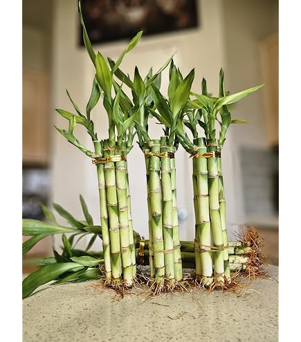 arduino watering plant 52Pi Plant Watering Kit with Arduino UNO R4 WiFi, Automatic Irrigation –  52Pi Store main image 0