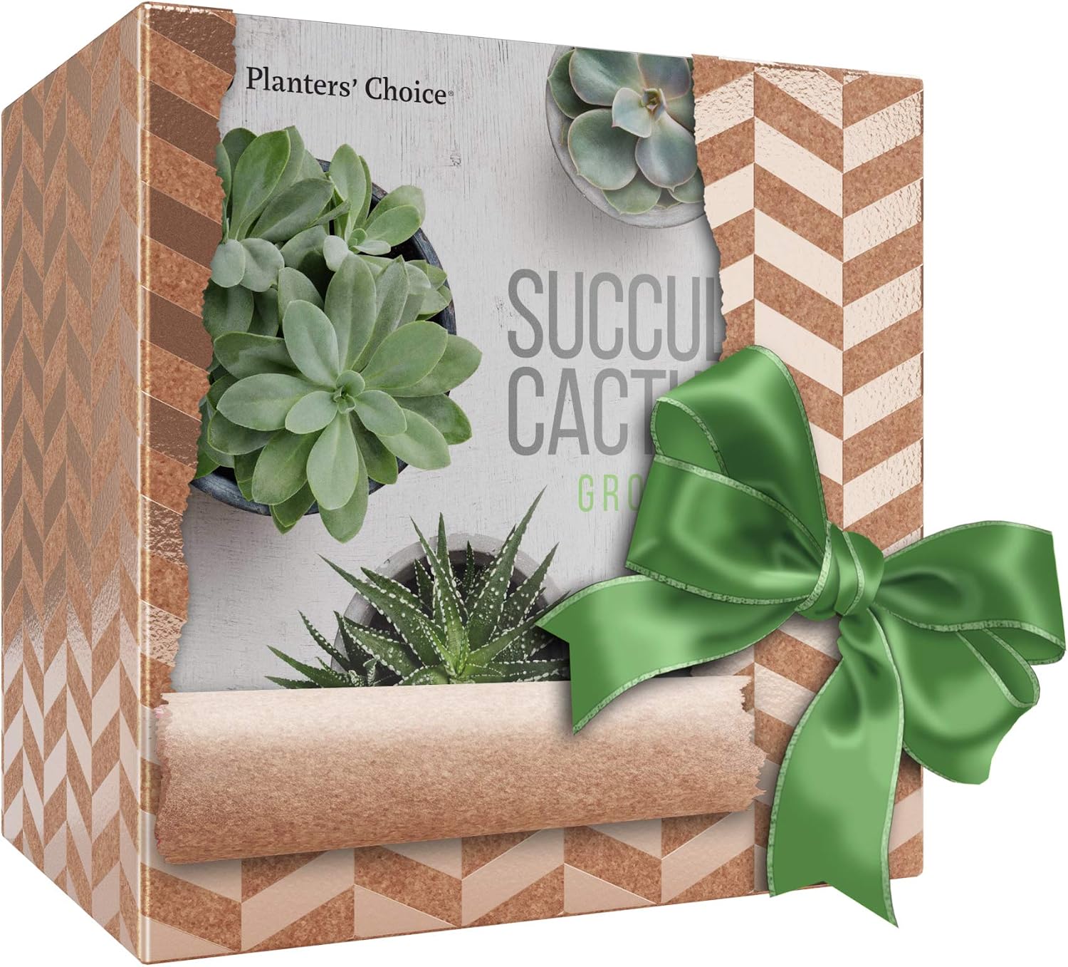Kit de Cultivo de Cactus y Plantas Suculentas con Medidor de ...
